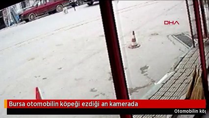 Bursa otomobilin köpeği ezdiği an kamerada
