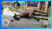 Banjir Jakarta: Kuda mati kelelahan terobos banjir  - TomoNews