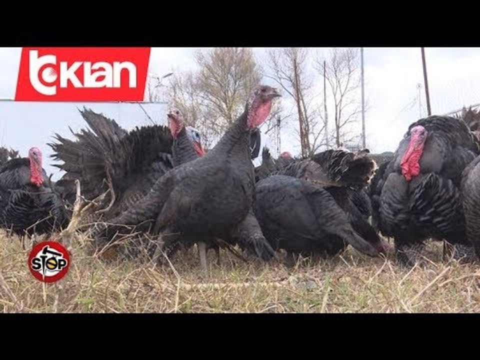 Stop - Baldushk/ Tregu i gjelave te detit! (06 janar 2020)