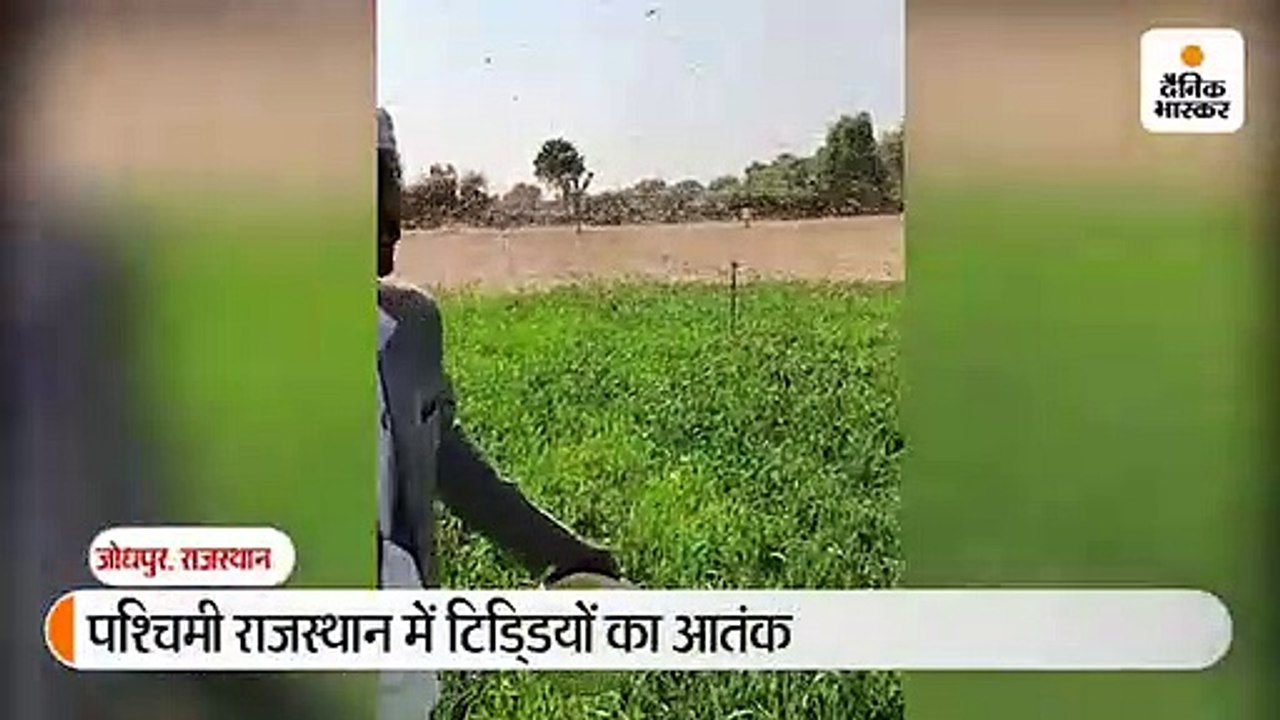 राजस्थान के 10 जिलों के 6364 गांवों में टिडि्डयों ने कर दी फसलें बर्बाद