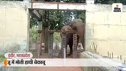 जू में मोती हाथी बेकाबू