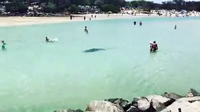 Australie : les nageurs ont eu droit à un magnifique spectacle, un dauphin est venu les approcher.