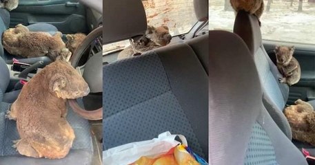 Deux jeunes australiens sauvent une vingtaine de koalas des incendies, en les abritant dans leur voiture