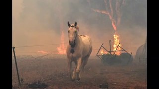 Australia fires: Horrifying photos,images of animals | NSW southern highlands devastated by fires |