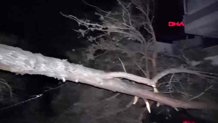 Balıkesir'de fırtına; tabela ve ağaçlar devrildi