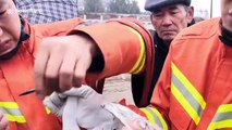 Chinese firefighters rescue egret tangled in fishing line stuck on power lines