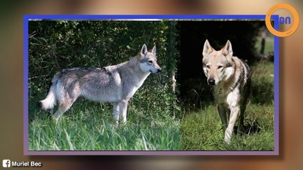 Onze chiens stars du cinéma ont perdu la vie dans un incendie