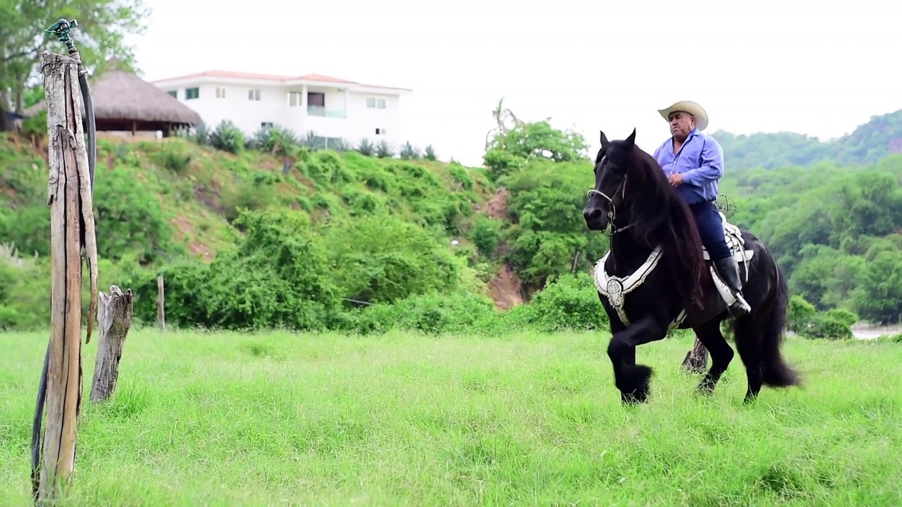 CABALLOS BAILADORES DE YEGUADA LOS AMARANTOS