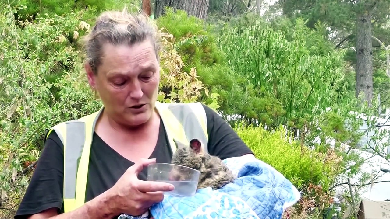 Australians_save_animals_as_fires.