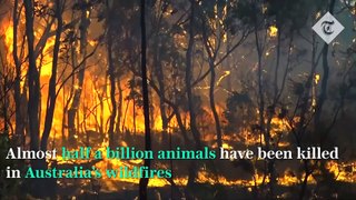 480M Animals potentially killed in Australia