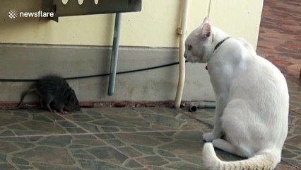 Rat has epic stand-off with family's pet cat after wandering into their front yard