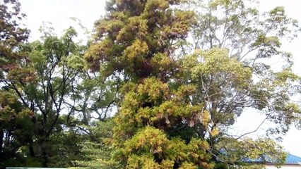 Year of the Rat at this Shrine in Japan