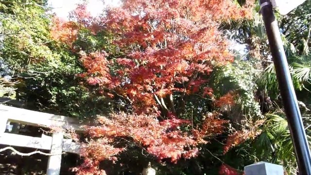 Shinto Shrine Stroll in Japan