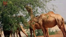Officials Plan to Kill Thousands of Camels Desperate for Water Amid Australian Wildfires