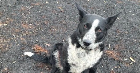 Un chien Border Collie aide son maitre à sauver un troupeau de moutons des feux de forêt en Australie