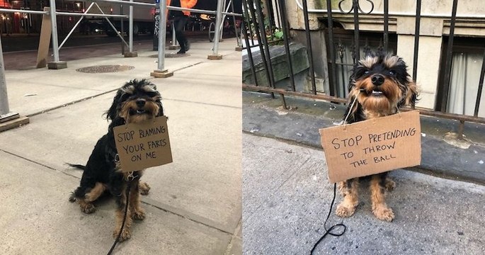 Ce petit chien s'illustre sur Instagram avec ses signes de protestations amusants sur ses problèmes quotidiens