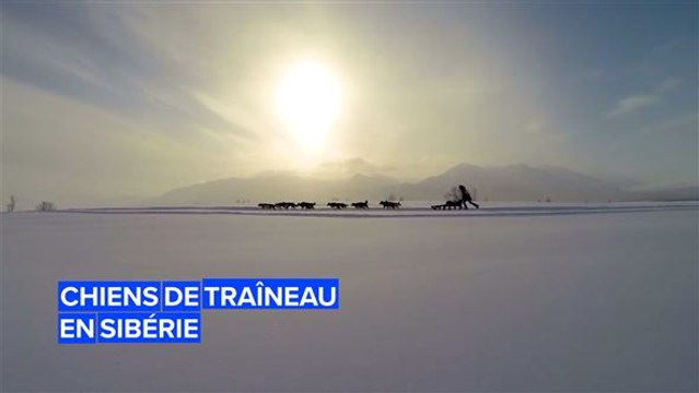 Découvrez l'histoire des chiens de traîneau de Sibérie.