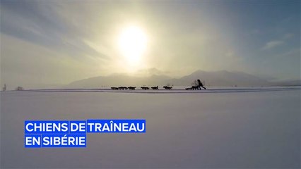 Découvrez l'histoire des chiens de traîneau de Sibérie.