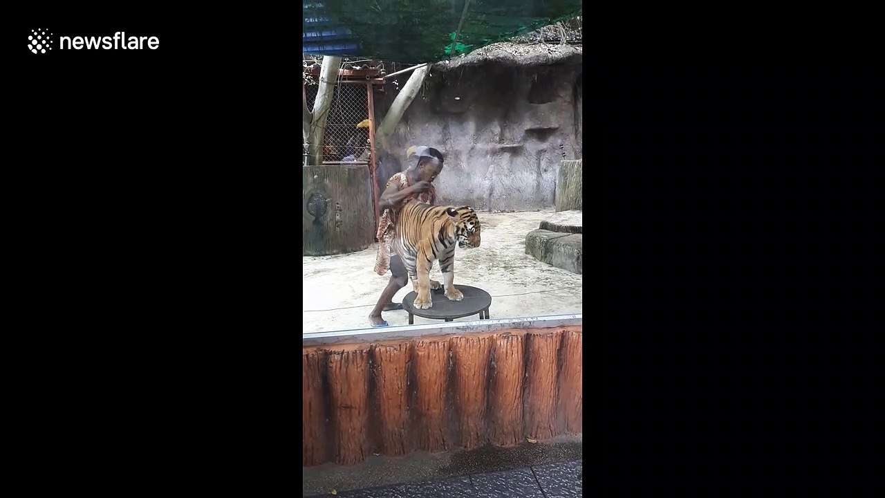 Controversial zoo in Thailand draws condemnation as trainer filmed forcing tiger to do tricks