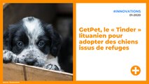 GetPet, le « Tinder » lituanien pour adopter des chiens issus de refuges