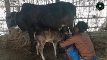 Woman the Cow Milking in Village Nepal HD