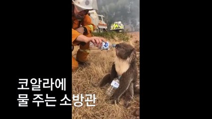 [영상] 최악의 호주 산불...신음하는 코알라·캥거루 / YTN