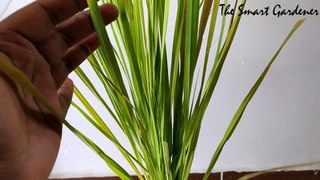Lemon Grass: Aromatic/Medicinal Plant | Full Detail  | In Hindi | The Smart Gardener