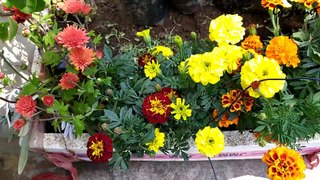 How To Re-pot Winter Plants | नर्सरी से लाये पौधे को कैसे लगाये | In Hindi | The Smart Gardener