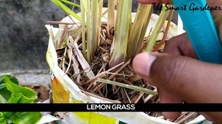 LEMON GRASS : Paani Mai Kaise Ugaaye | Grow In Water | 7 days | In Hindi | The Smart Gardener