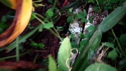 Propogation | Hadjod | Medicinal Plants | In Hindi | टूटे हडि्डयों को जोड़ने वाला पौधा | TSG