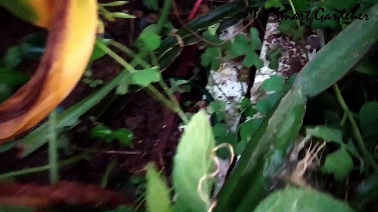 Propogation | Hadjod | Medicinal Plants | In Hindi | टूटे हडि्डयों को जोड़ने वाला पौधा | TSG