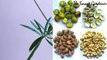 Yellow Oleander ( कनेर ): Care | Propagation | Repotting | In Hindi | The Smart Gardener