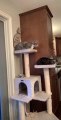 Cat Pukes on Another Cat While Sitting on Cat Tree