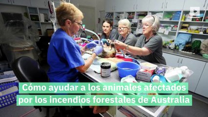 Cómo ayudar a los animales afectados por los incendios forestales de Australia