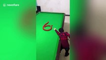 Talented Chinese boy shows off incredible pool trick shots
