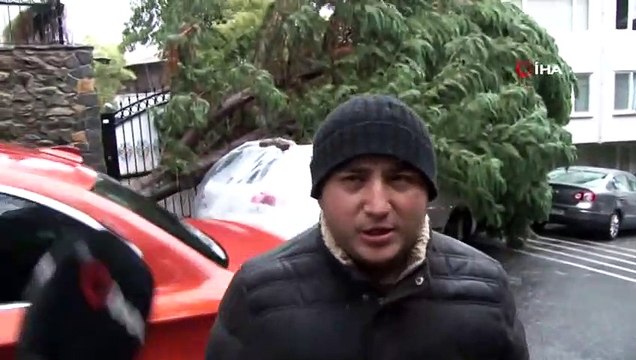 Arnavutköy’de Dev Ağaç Rüzgarın Etkisiyle Kökünden Söküldü