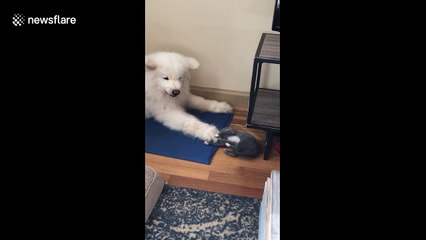 Fluffy dog versus tiny kitten in cuteness clash