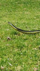 Snake Skillfully Hunts a Quick Meal