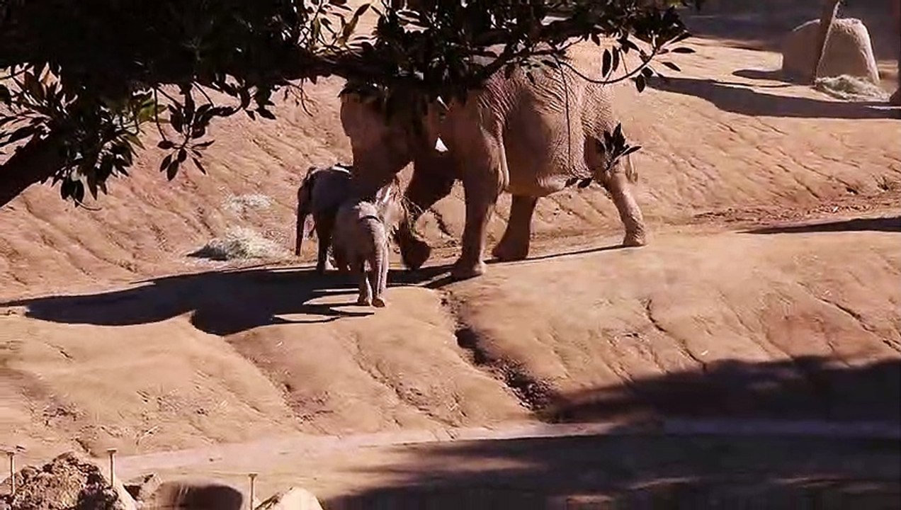 Elephant Knocks Baby Elephant Over