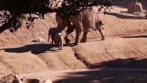 Elephant Knocks Baby Elephant Over
