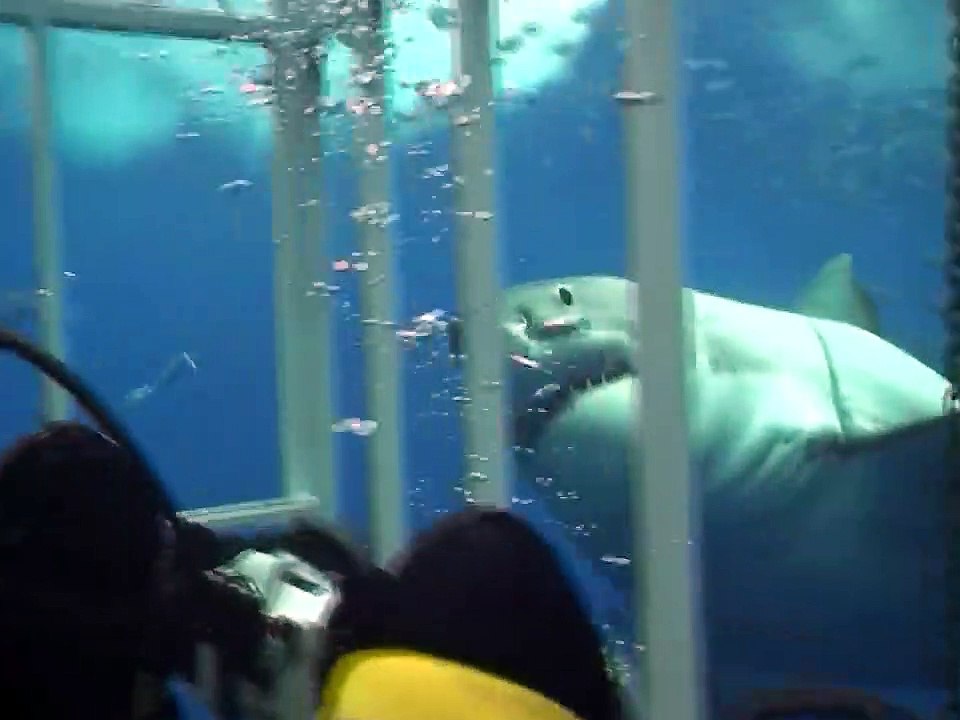 Un grand requin blanc vient mordre la cage de ces plongeurs