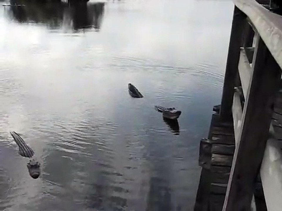 Ecoutez le bruits que font ces alligators... Vagissements incroyables et terrifiants