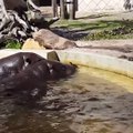 Deux hippopotames aident à un caneton et c'est adorable