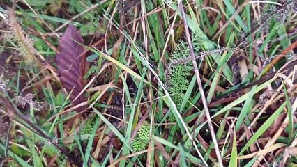 Ostatni Odcinek!!! Rosliny Jadalne Grudzien!!!