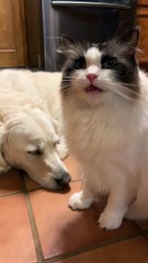 Cat Has a Unique but Adorable Purring Habit