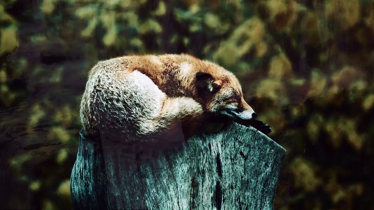 Violin Relax music  Relax with this wonderful song, It is a beautiful relaxing music to soothe the mind and body. Sleeping and relaxing music played on classical and light violin. Relaxing music to sleep! relax violin music relax violin music youtube rela