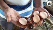 संडे हो या मंडे, यह बकरी हर रोज खाती है दो से पांच अंडे