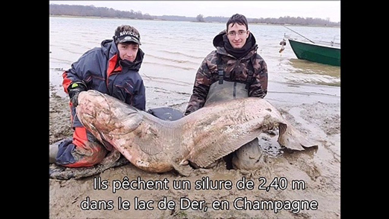 Un silure pêché par un habitant de Savouges