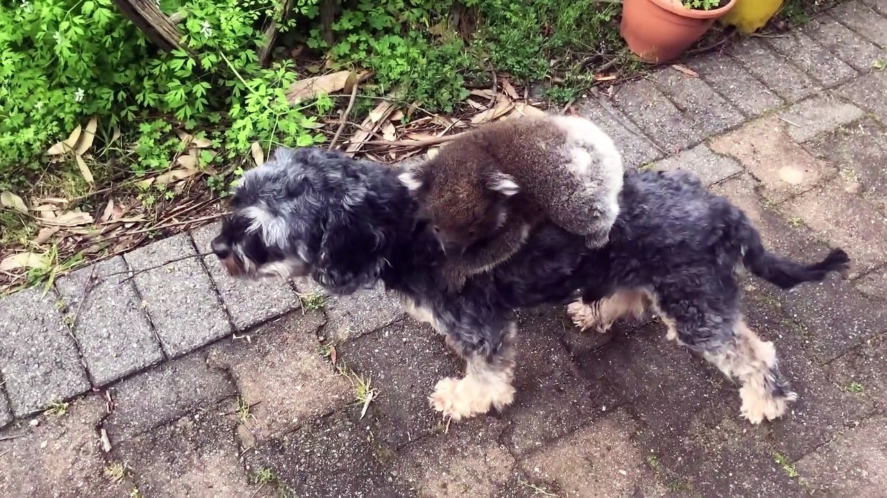 Baby Koala Mistook my Doggy Tony for its Mother