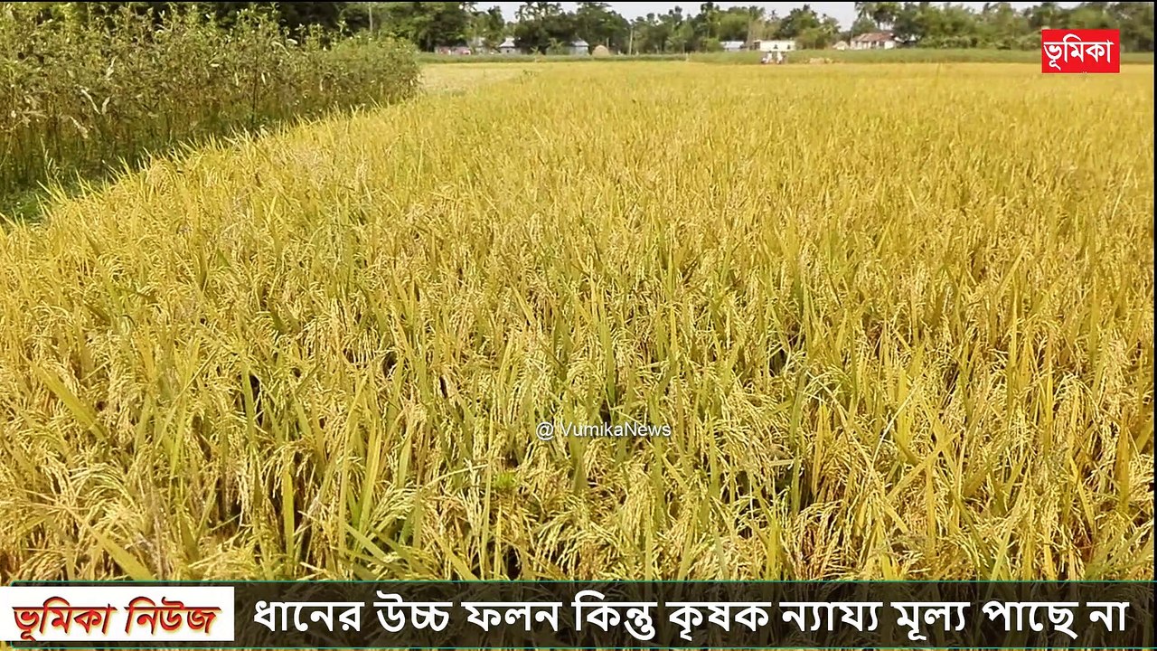 দেশ জু‌ড়ে তোলপাড় ধানের উচ্চ ফলন কিন্তু কৃষক ন্যায্য মূল্য পাছে না